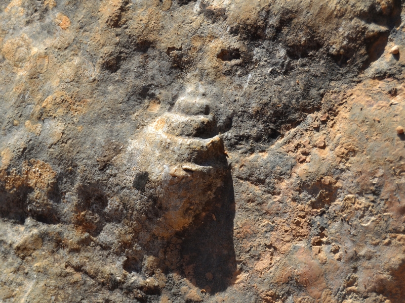 Concha fosilizada al inicio del barranco basender