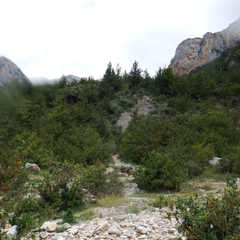 DSCF6342